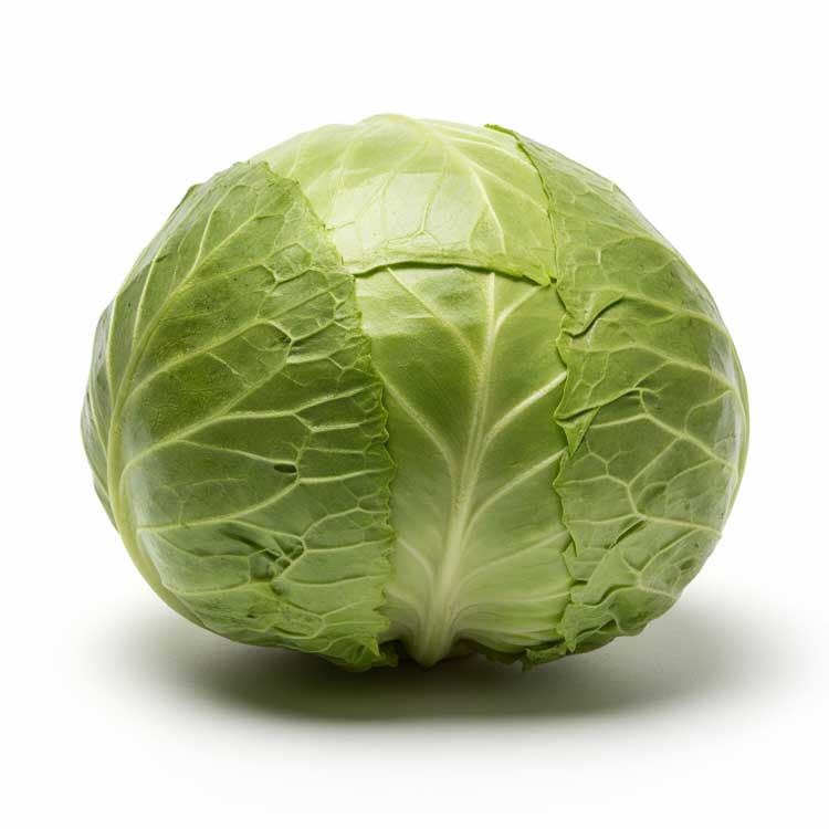 Fresh Green Cabbage