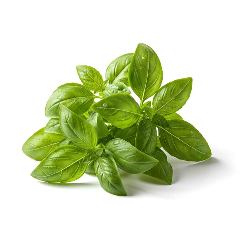 Fresh Basil Bunch