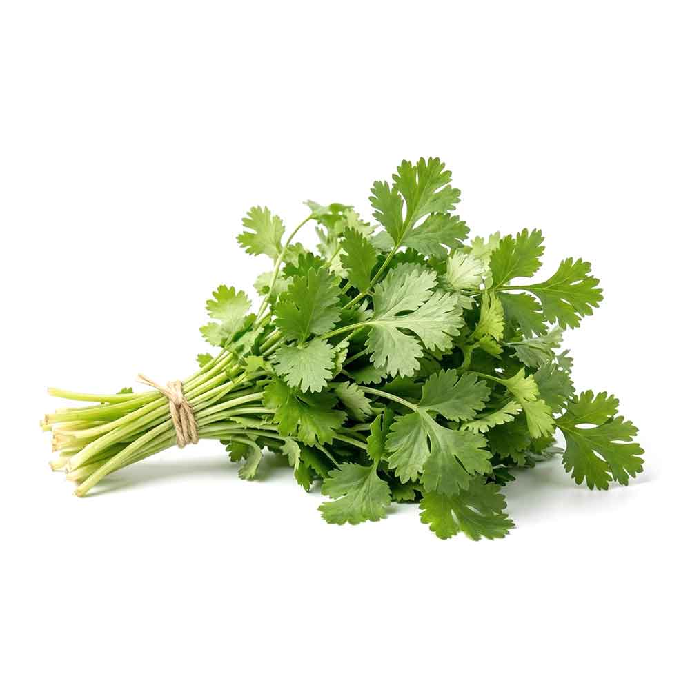 Fresh Cilantro Bunch