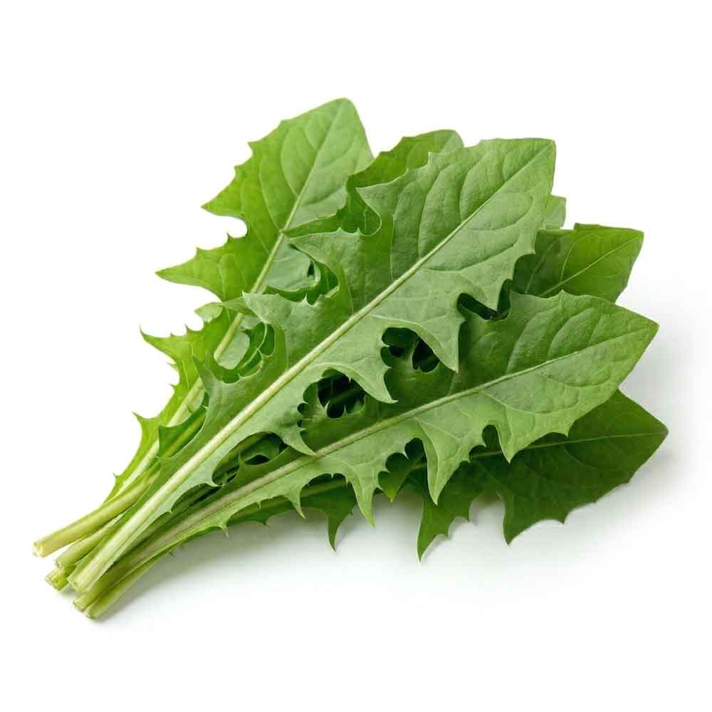 Fresh Dandelion Greens Bunch