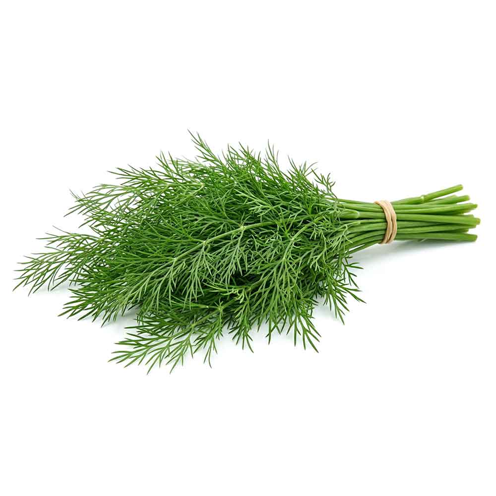 Fresh Dill Bunch