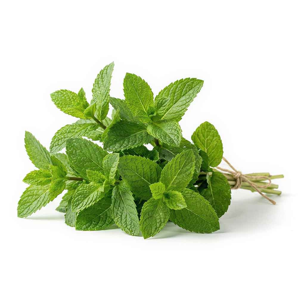 Fresh Mint Bunch