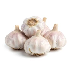 Garlic