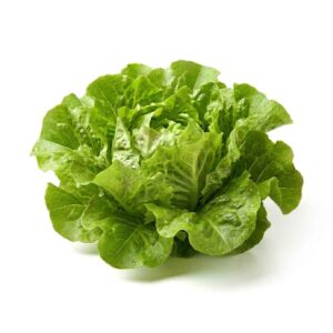 Green Oak Leaf Lettuce