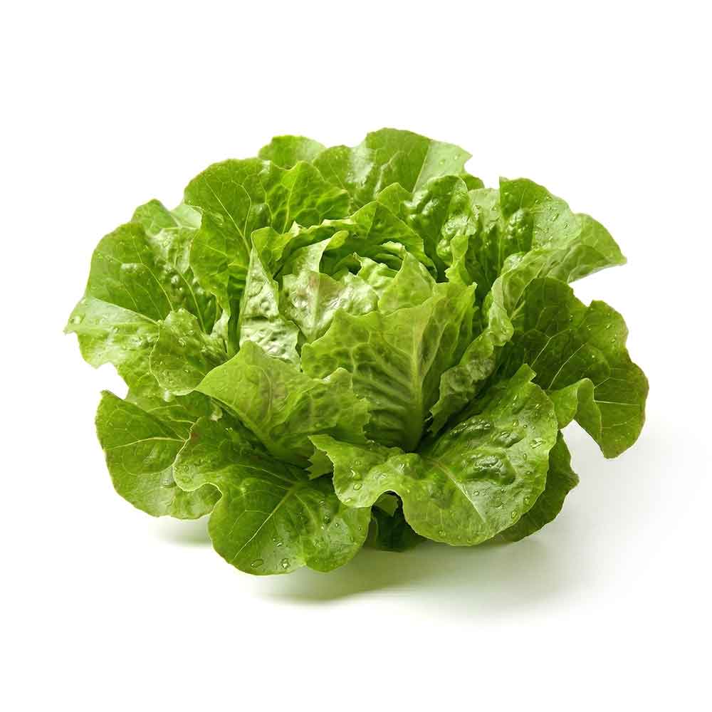 Green Oak Leaf Lettuce