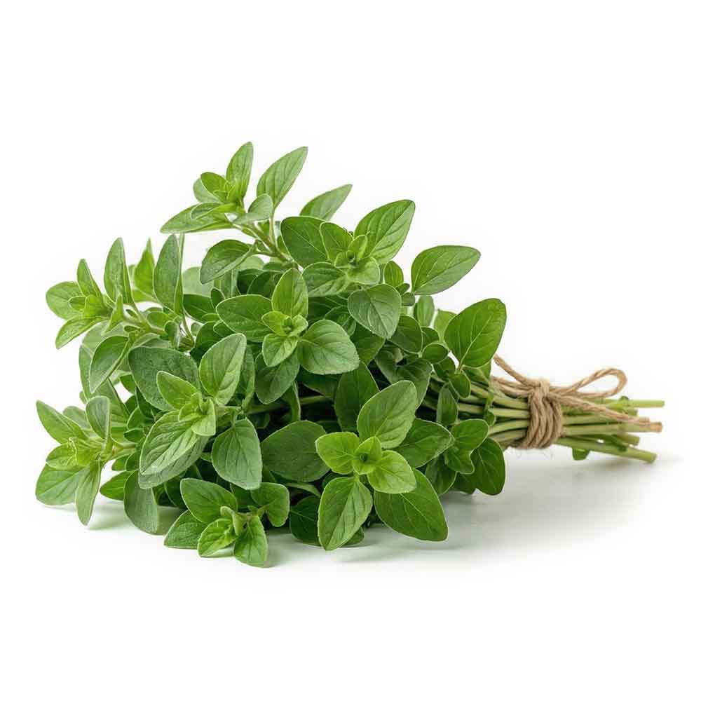 Fresh Zaatar Bunch