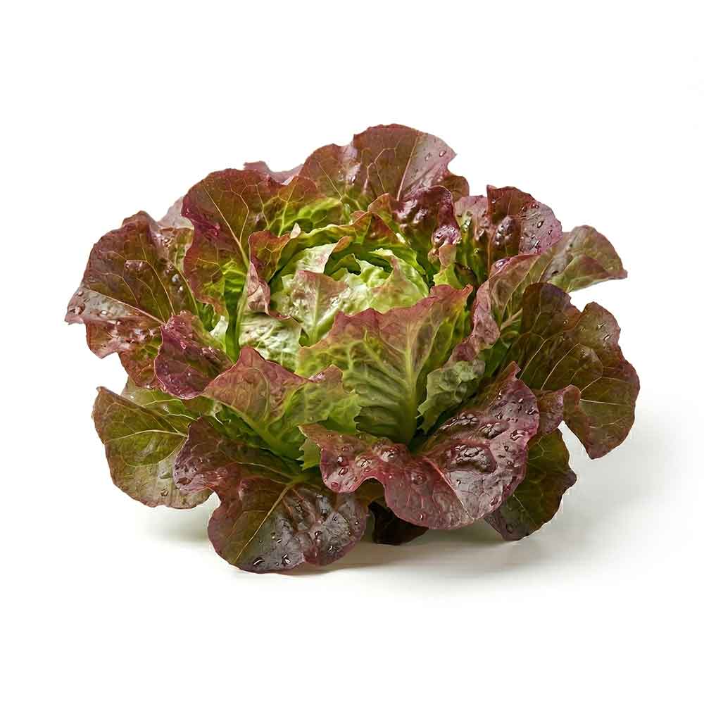 Red Oak Leaf Lettuce