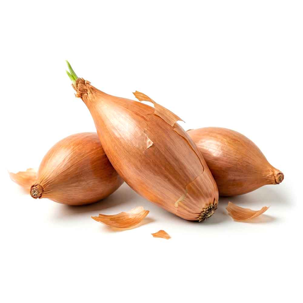 Fresh Shallot Onion