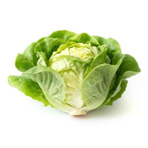 butterhead lettuce