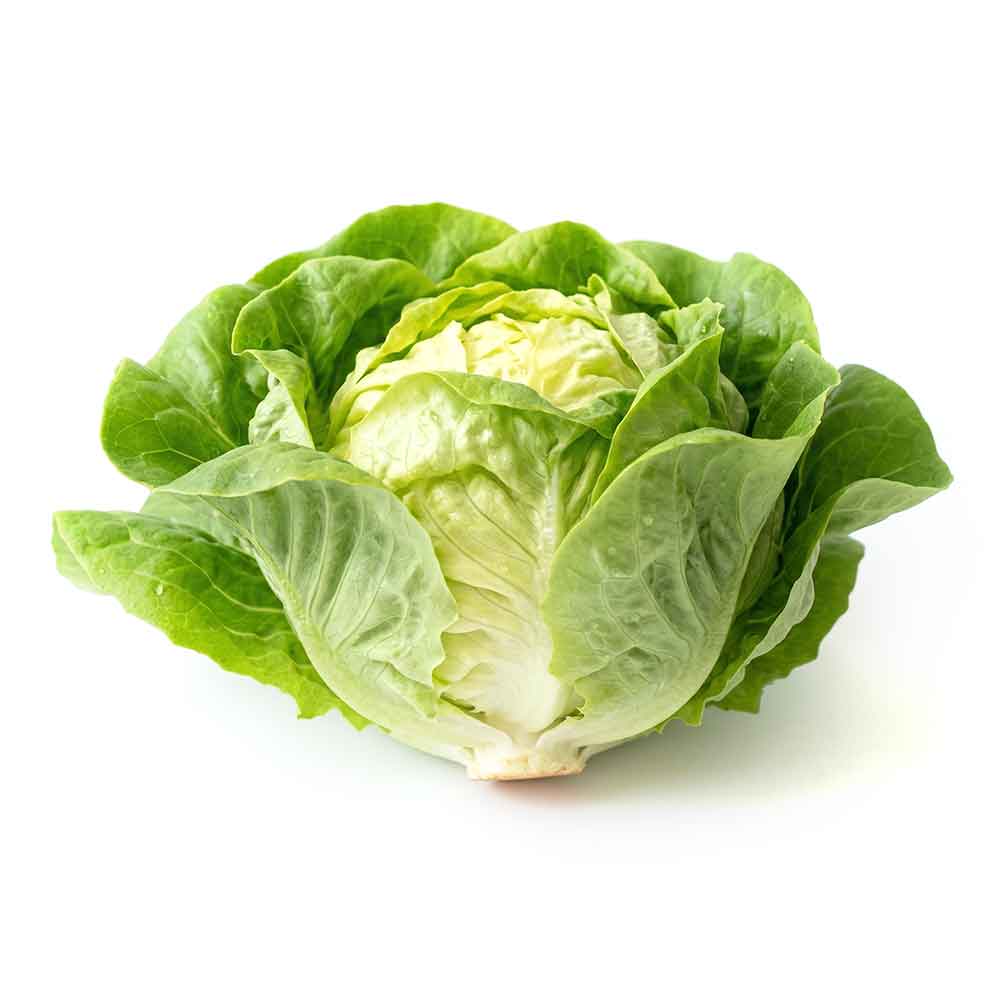 Fresh Butterhead Lettuce
