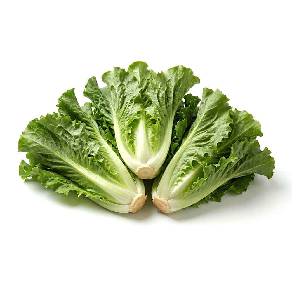 Fresh Escarole Lettuce
