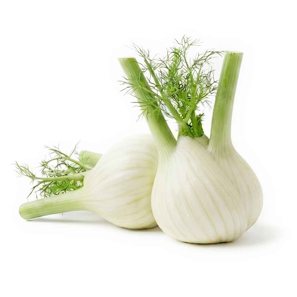 Fresh Fennel Roots